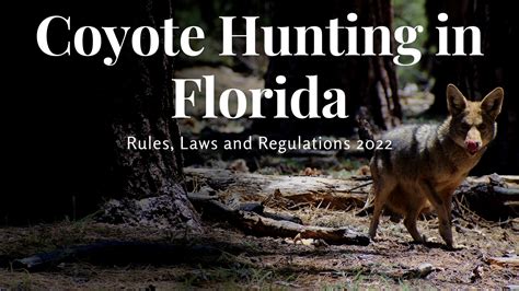 florida coyote hunting laws