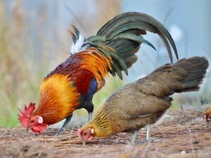 Florida Cracker Game Chicken