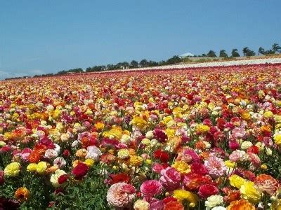 Florida Flower Fields
