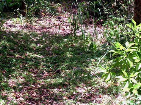 Florida Native Basket Grass