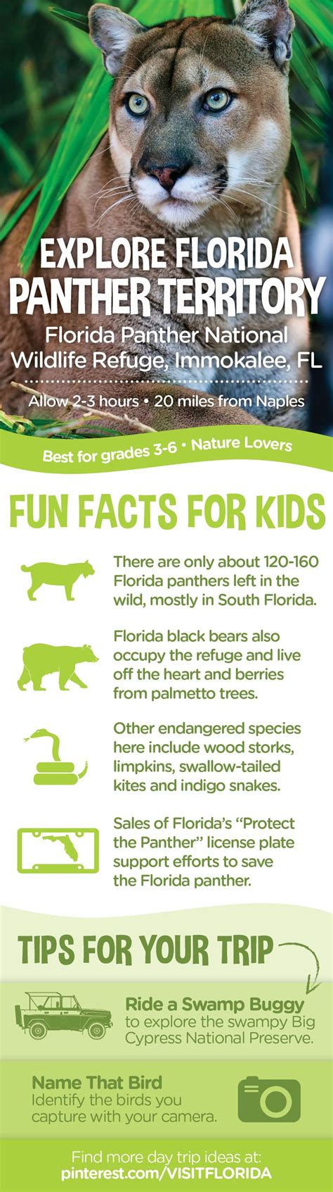 florida panther facts for kids