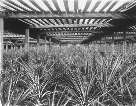 Florida Pineapple History