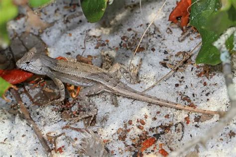 florida scrub lizard diet