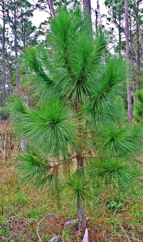 florida slash pine tree