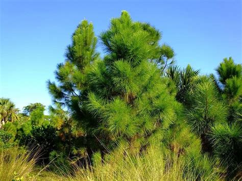 florida slash pine tree facts