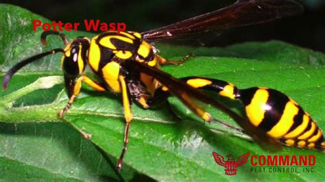 florida wasps and hornets identification