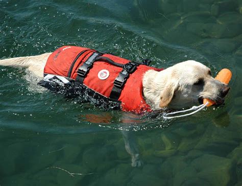 Flotation Device For Dogs