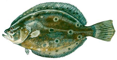 flounder delaware