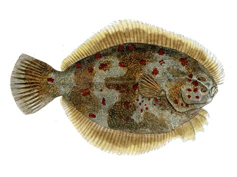 Flounder Fish Has Bones