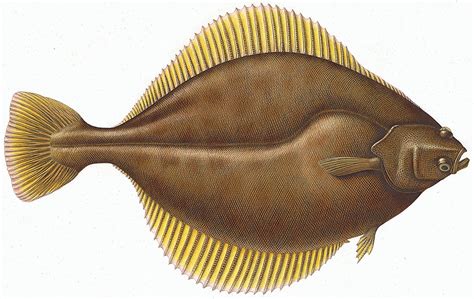 Flounder Fish Omega 3
