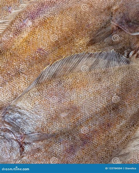 Flounder Fish Texture