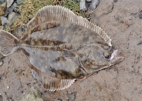 Flounder Fish Uk