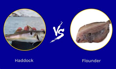 Flounder Fish Vs Haddock