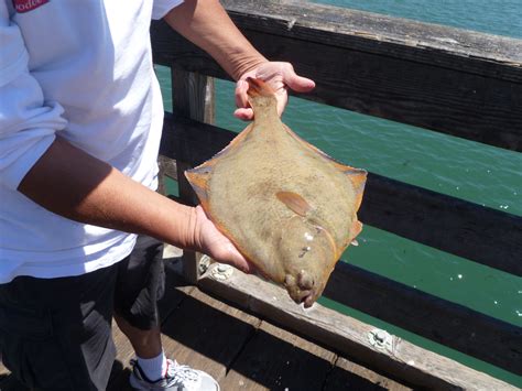 Flounder Pier Bait