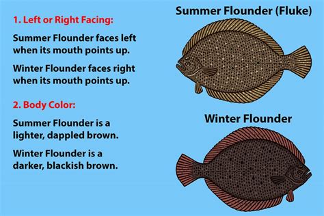 Flounder Same Meaning