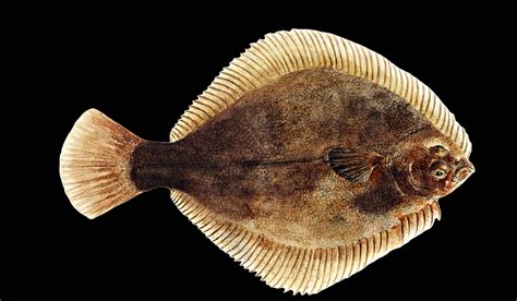 Flounder This Is This And That Is That