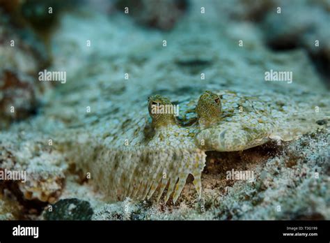 Flounder Under Sand