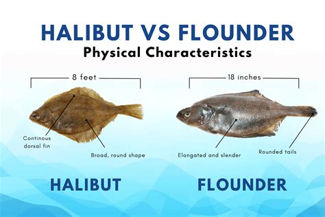 Flounder Vs Halibut Difference