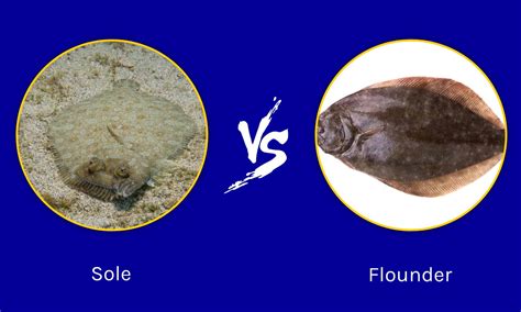 Flounder Vs Lemon Sole