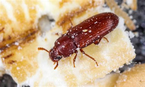 Flour Beetles Food Source