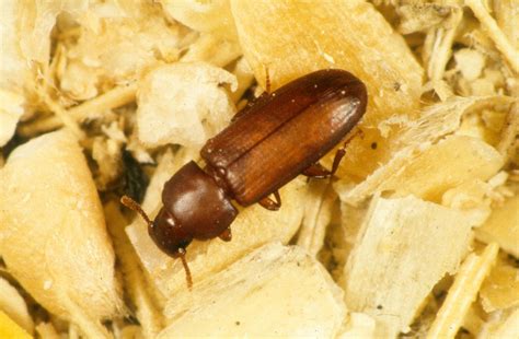 Flour Beetles In Bedroom