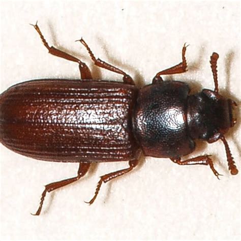 Flour Beetles Washington State
