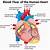 flow chart of blood circulation in human heart