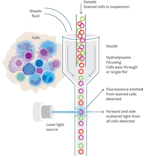 flow cytometry sorting mechanism