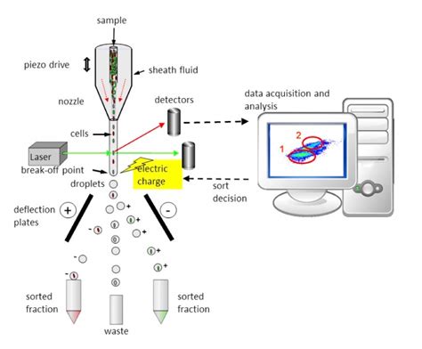 flow cytometry test procedure