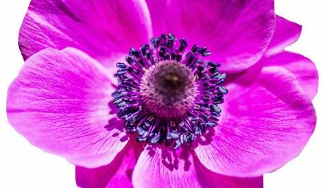 Download Pink Rose Flower PNG Image for Free