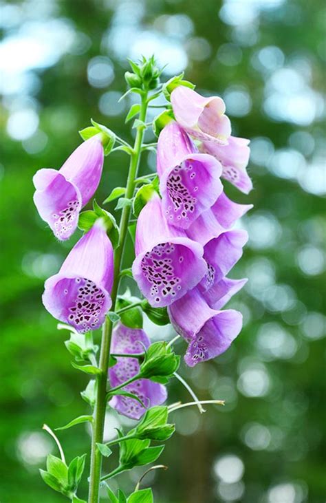 Flower Bell Shaped: A Stunning Addition To Your Garden