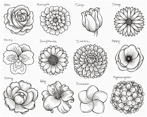 flowers for flower lovers. flower drawing.