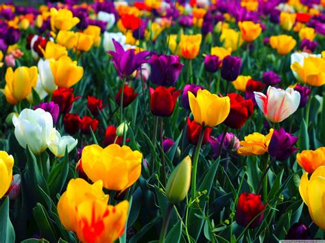 Full HD Flowers Wallpapers (75+ background pictures)
