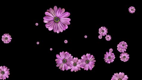 Flower Animation Video