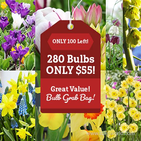Flower Bulbs Cheap