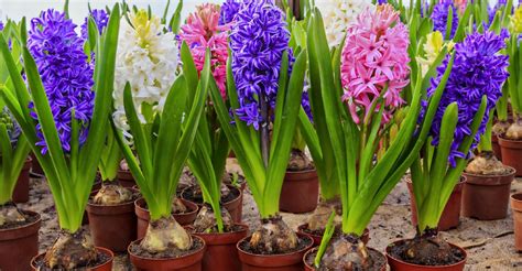 Flower Bulbs Varieties