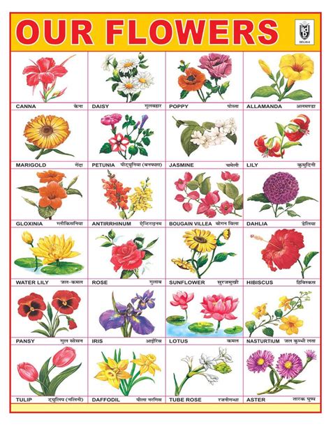 Flower Chart Images Hd