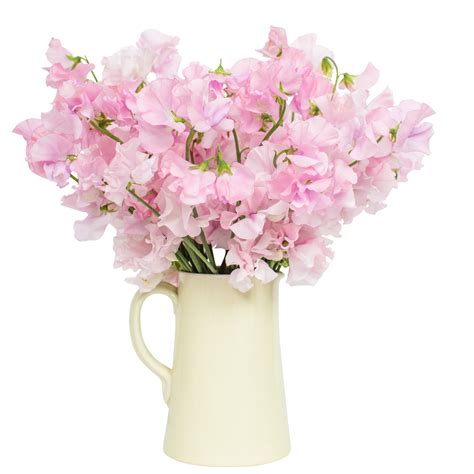 flower delivery sweet pea