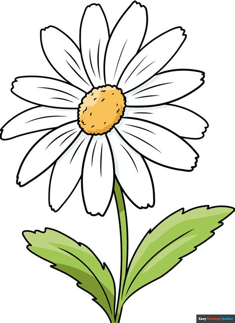 Flower Drawing Daisy