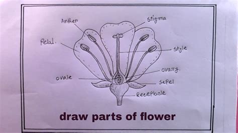 flower drawing for class 6