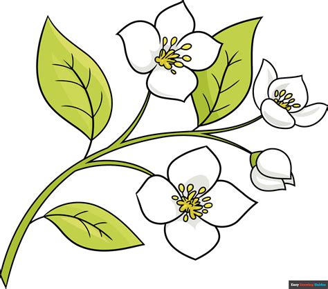 Flower Drawing Jasmine