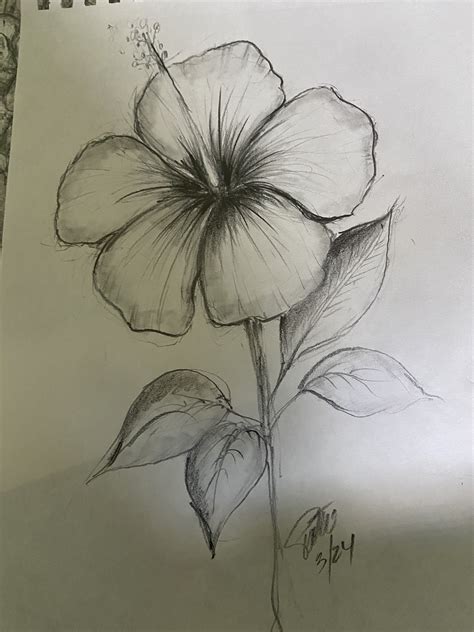 flower drawing sketch