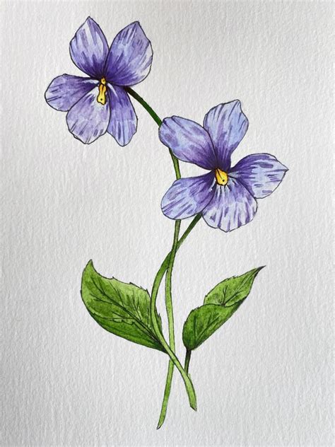 flower drawing violet