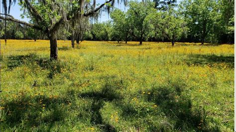 Get Lost In A Field Of Color At Hampton Flower Fields In Florida