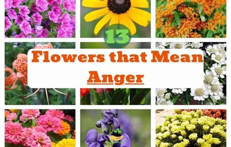 Flower For Anger