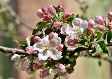 Flower For Apple Trees