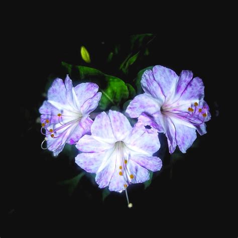 Flower For Night
