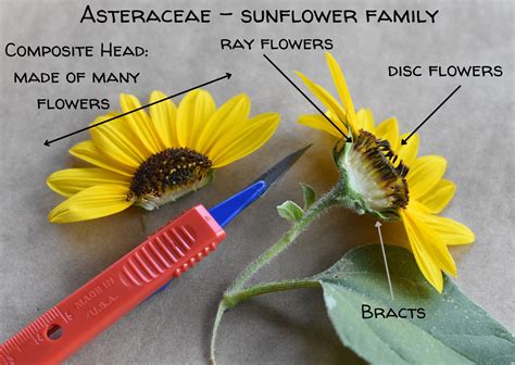 Flower Lovers Are Called