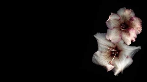 Flower Macbook Wallpaper