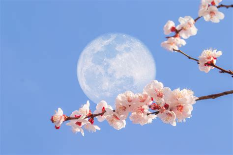 Flower Moon